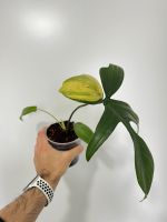 Philodendron Florida Beauty | no Monstera variegata Niedersachsen - Osnabrück Vorschau