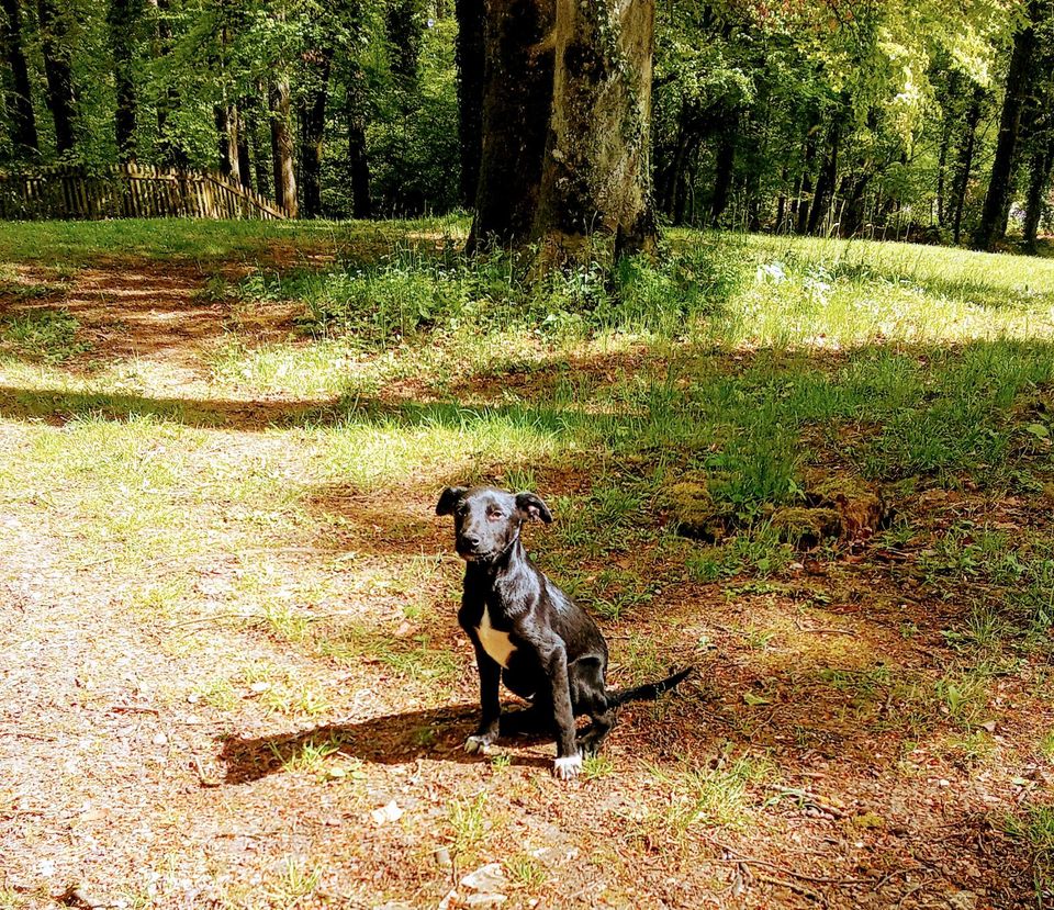 Der kleine Caspar sucht sein Zuhause ♥️ in Rennertshofen