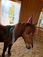 ☆Kindergeburtstag☆ mit den Ponys Bayern - Herrngiersdorf Vorschau