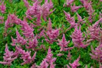 Astilbe arendsii `Anita Pfeiffer` Prachtspiere ab 2,75€ P9 Bayern - Bayreuth Vorschau