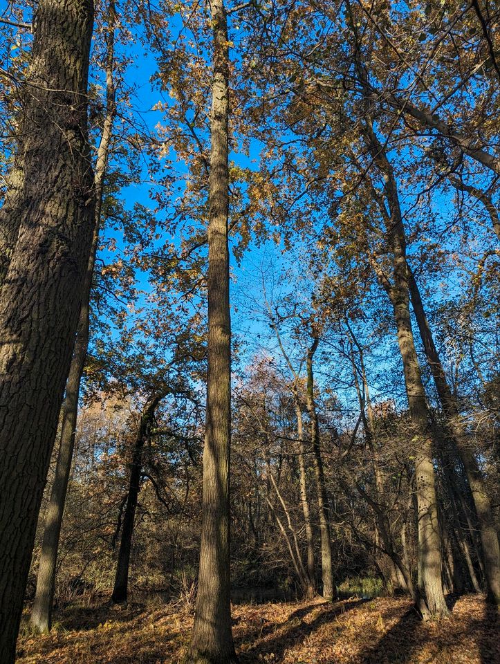 Bauholz eichenstämme in Roskow