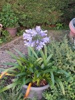 3 blaue Schmuck-Lilien (Liebesblumen) Sachsen-Anhalt - Nienburg (Saale) Vorschau