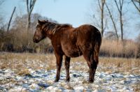 American Paint Horse Hengstjährling, Smoky Blue Roan Brandenburg - Neustadt (Dosse) Vorschau