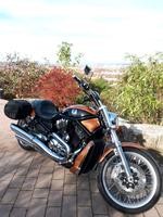 V-Rod harley davidson Thüringen - Erfurt Vorschau