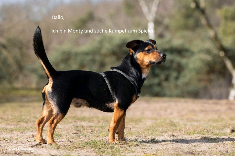 Hundekumpel gesucht (Gassirunde) in Goch