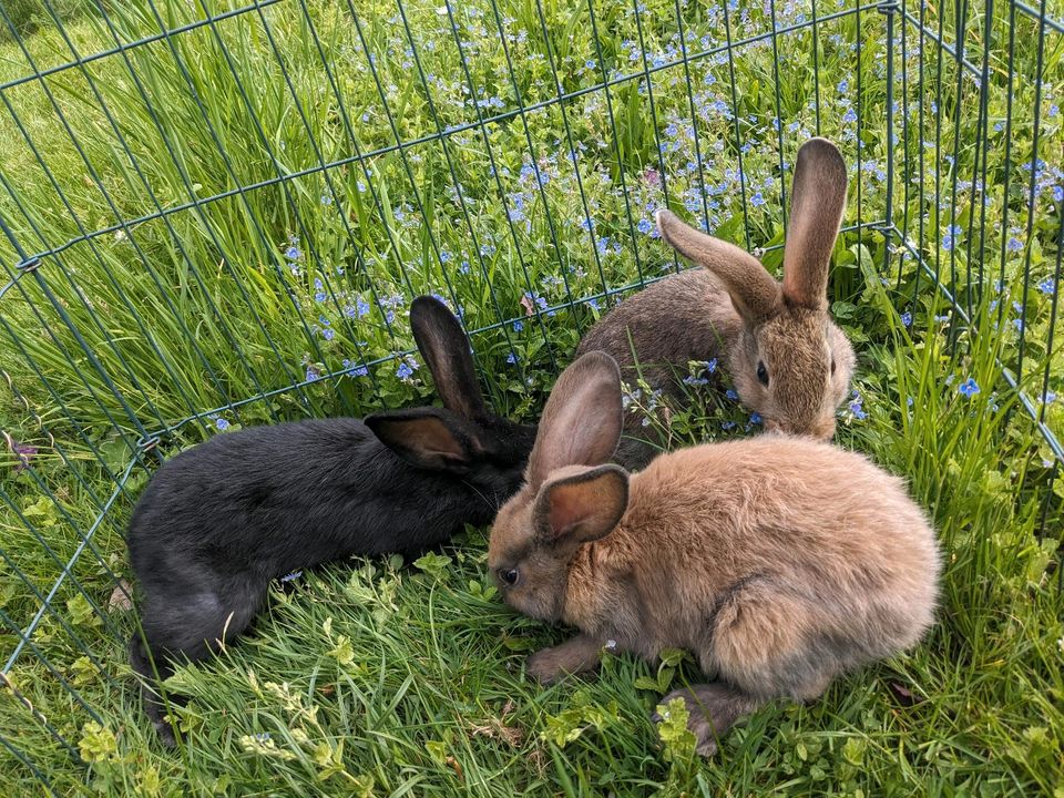 Kaninchen Hasen in Hohenstein-Ernstthal