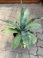 Schöne Agave Thüringen - Luisenthal Vorschau