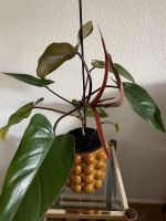 Zimmerpflanze Philadendron Red Sachsen-Anhalt - Magdeburg Vorschau