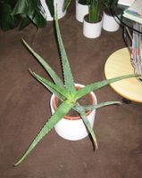 Zimmerpflanze Aloe Vera Kreis Pinneberg - Klein Offenseth-Sparrieshoop Vorschau