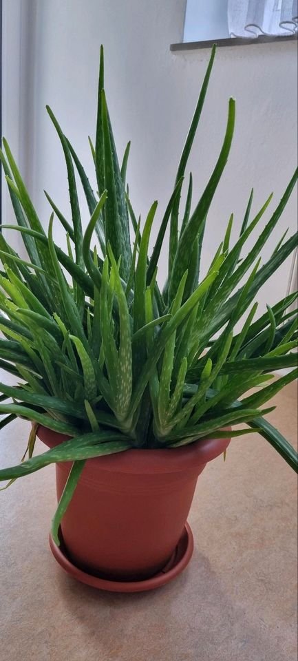 Aloe vera Topfpflanzen Blumentopf groß in Lohfelden