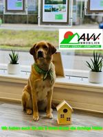 #Wir haben auch für Sie & Ihren Hund die richtige Hütte# Niedersachsen - Rhauderfehn Vorschau