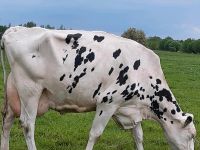 Milchkuh wegen Bestandsaufgabe abzugeben Nordrhein-Westfalen - Lübbecke  Vorschau