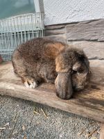 Kleinwidder wildfarben Bock Hessen - Allendorf Vorschau