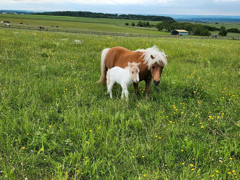 Mini shetty ( Shetland Pony ) in Saarbrücken