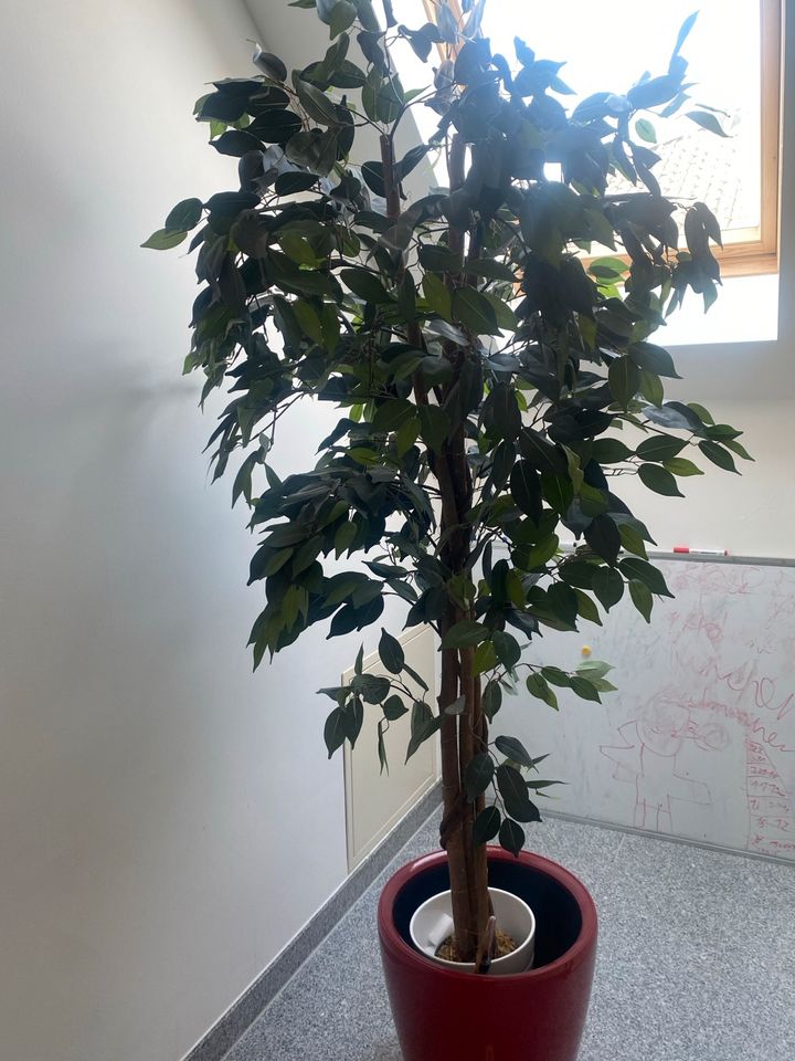 Kunstpflanze FicusBaum in Hanau