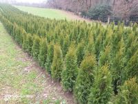 Thuja Smaragd, Lebensbaum, Immergrüne Heckenpflanze Nordrhein-Westfalen - Leichlingen Vorschau