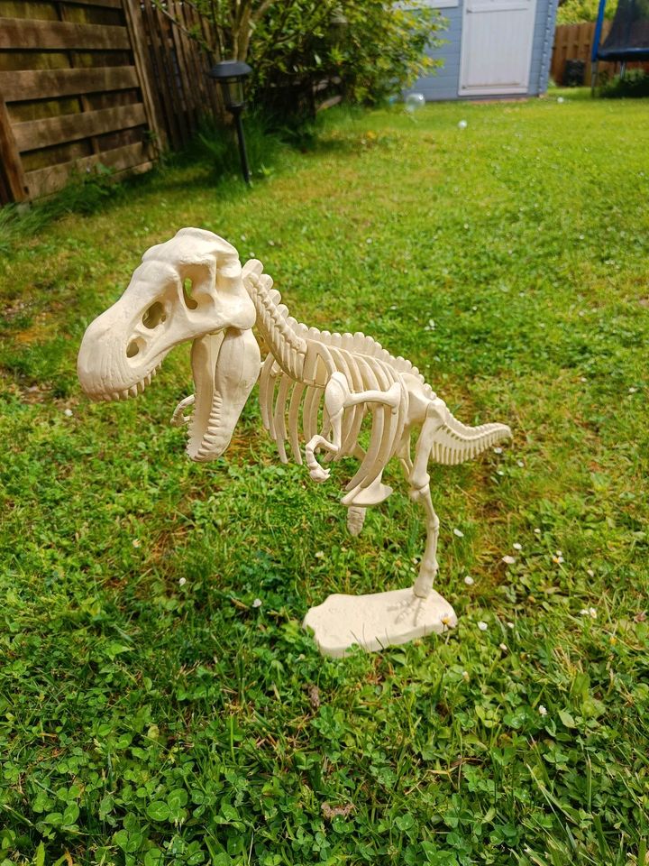 Dinosaurier Skelett T-Rex in Pulheim
