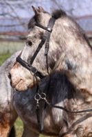 Barefoot Gebisslose Zäumung Walnut Pony-Bitless Bridle-Sidepull Niedersachsen - Harpstedt Vorschau