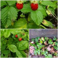 Walderdbeeren 50 Stück Ablegerpflanzen Thüringen - Rittersdorf Vorschau