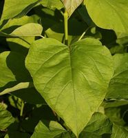 Gelber Trompetenbaum 80-100cm - Catalpa bignonioides Niedersachsen - Bad Zwischenahn Vorschau