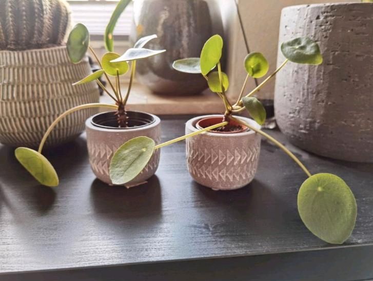 Pilea peperomioides (Ufo-Pflanze / Chinesischer Geldbaum) in Hamburg