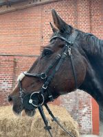 Trense mexikanisch Leder schwarz Strass Lammfell WB Full Schleswig-Holstein - Poyenberg Vorschau