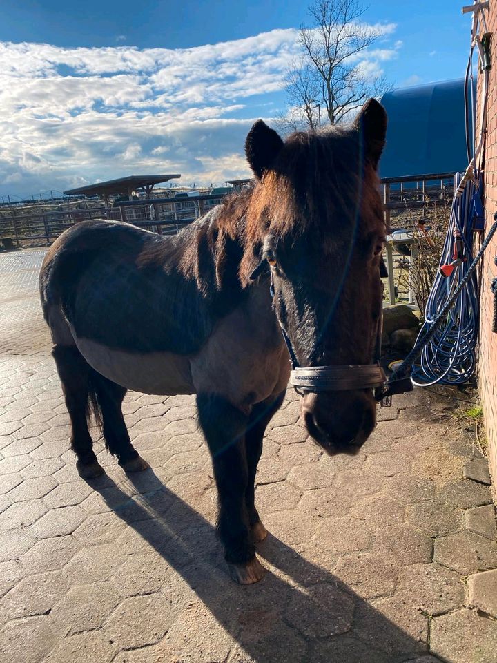 Pflege- und Reitbeteiligung für unseren Pony-Wallach Monty in Hamburg