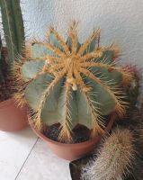 Ferocactus glaucescens Kaktus groß alt – >30cm DM – blühfreudig Rheinland-Pfalz - Bad Breisig  Vorschau
