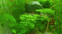 Limnophila sessiliflora (Aquarium Pflanze) Nordrhein-Westfalen - Wermelskirchen Vorschau