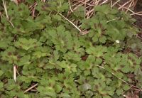 Brauner Storchschnabel Geranium phaeum  10 Jungpflanzen Niedersachsen - Seevetal Vorschau