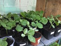 Bio Gemüsepflanzen- Tomaten, Gurken, Weißkohl Hessen - Viernheim Vorschau