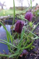 Schachbrettblume Fritillaria meleagris Kiebitzei Teichrand Hessen - Liebenau Vorschau