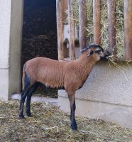 Kamerunschaf Bock Thüringen - Elsterberg Vorschau