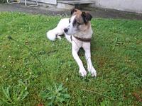Hundedame Alma sucht ein neues Zuhause Baden-Württemberg - Oberteuringen Vorschau