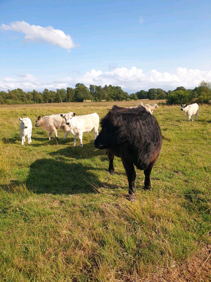 Bio Grilldleisch Galloway Rind lokal in Hadenfeld