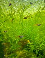 Endlers Guppy Bayern - Scheyern Vorschau