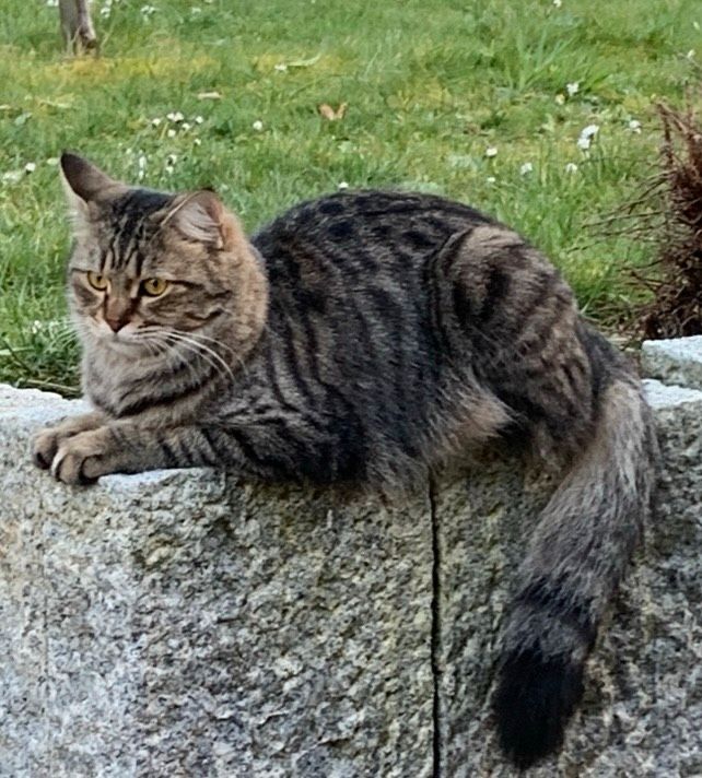 Katze Lilly seit 14.1.24  in Freigericht Altenmittlau vermisst in Freigericht