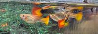 Guppy neon Flame paare 3-4cm Dortmund - Neuasseln Vorschau