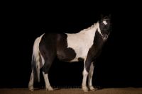 Reitbeteiligung/ Pony sucht Kind mit Reithalle Schleswig-Holstein - Travenbrück Vorschau