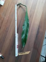 Philodendron bonifaziae xxl Blätter Zimmerpflanze Bayern - Altomünster Vorschau