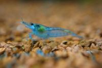 Blue Jelly Neocaridina Garnele DNZ Baden-Württemberg - Dürnau Vorschau