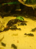 4x Wels Saugwels Antennenwels groß Aquarium Brandenburg - Potsdam Vorschau