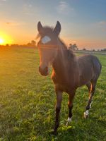 Hübscher Pony Hengst, Hackney Pony Niedersachsen - Papenburg Vorschau