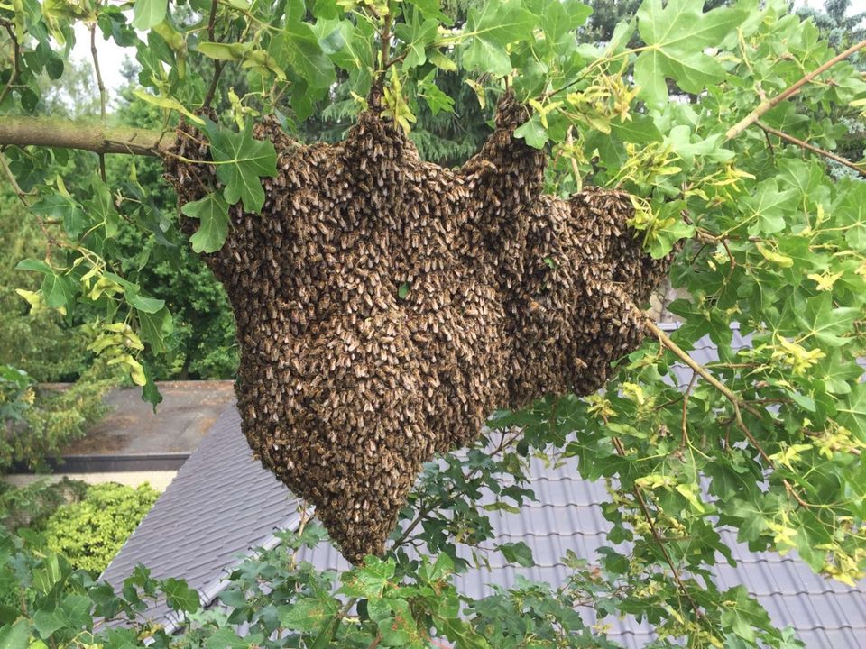 Bienenschwarm entdeckt? in Bergen