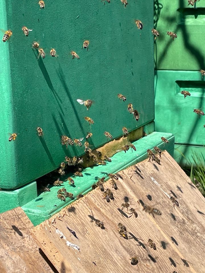 Ableger Bienen 1,5 DNM Carnica in Ohrdruf