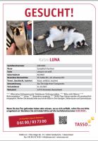 ***Katze Luna entlaufen*** Nordrhein-Westfalen - Borgholzhausen Vorschau