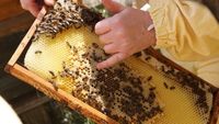 Bienenvolk - Wirtschaftsvolk Nordrhein-Westfalen - Jülich Vorschau