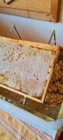 Bienenwachs Deckelwachs frisch geerntet Niedersachsen - Hoyerhagen Vorschau