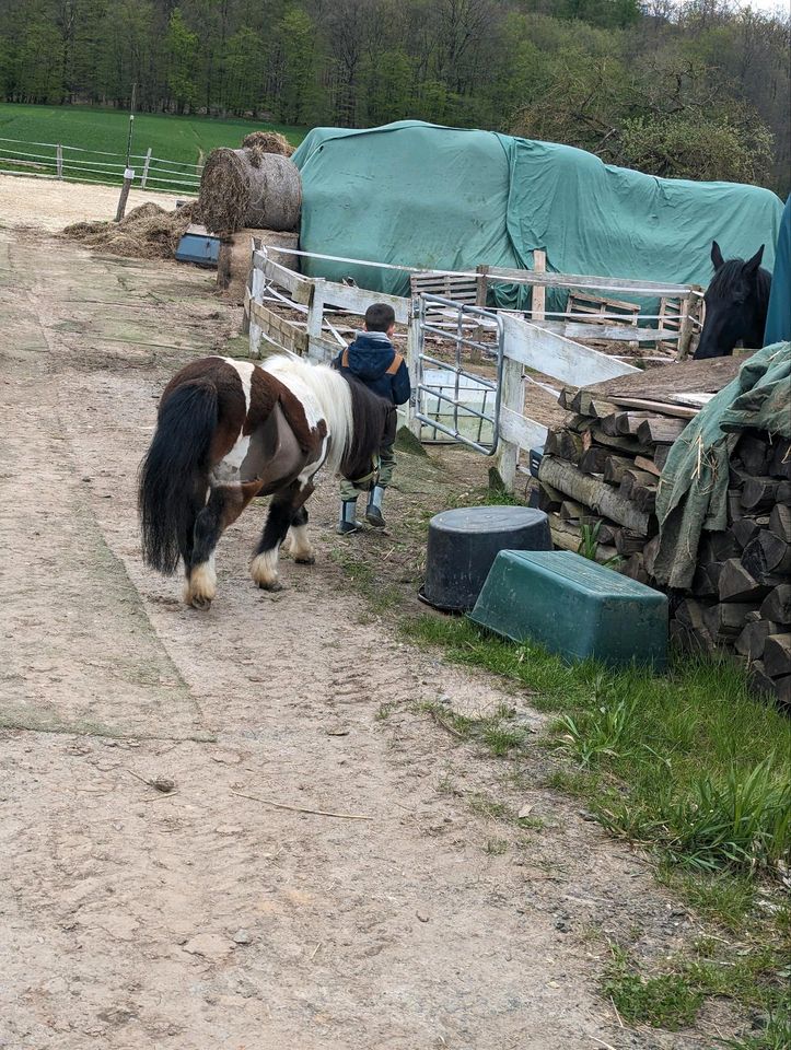 Pflege- und Reitbeteiligung Shettys in Schauenburg