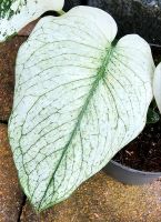 Monstera Mint Variegata ----- White Monster - M71 Hessen - Obertshausen Vorschau